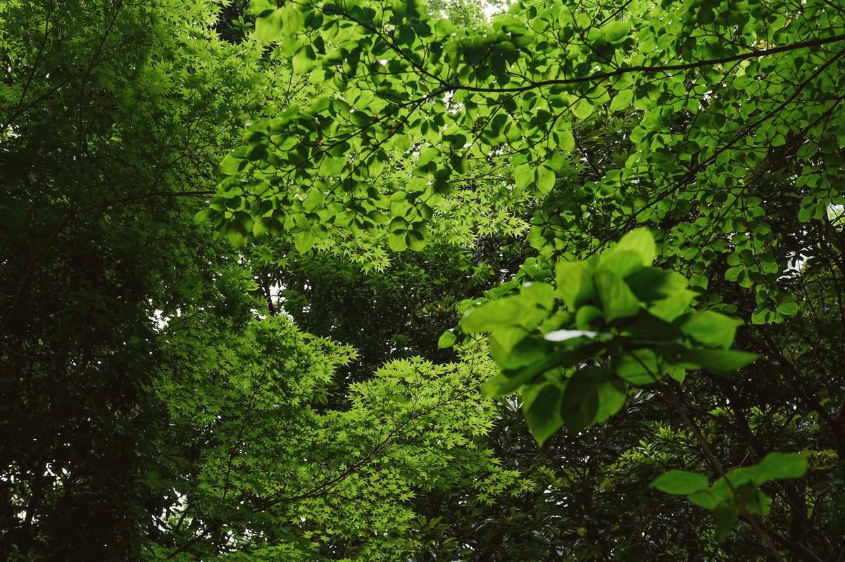 Sunlight falling through a dense green forest canopy, seen looking upward from below