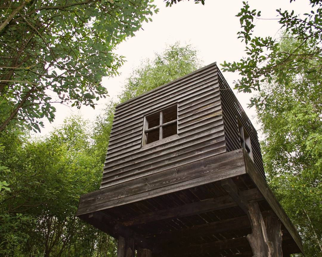 A wooden treehouse built on stilts among tall trees in a green forest
